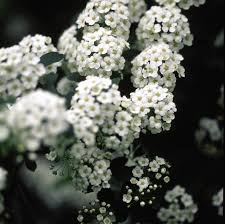 Image result for Spiraea prunifolia
