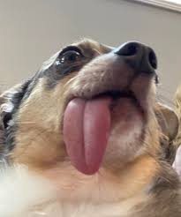 Maybe you would like to learn more about one of these? My Cousin S Dog S Tongue Is Too Long To Fit In His Mouth So He Has A Permanent Blep Aww