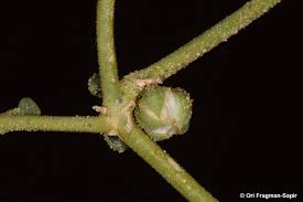 Image result for Limeum