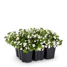 Image result for foto bacopa