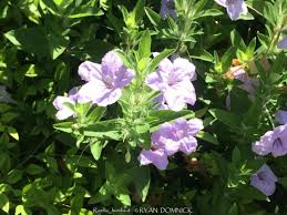 Image result for Vandellia humilis