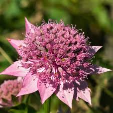 Image result for Astrantia major `Roma`