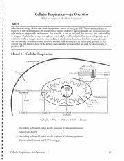 During cellular respiration, what is the energy from organic molecules in food converted to? Cellular Respiration Pogil Cellular Respiration U2014an Overview What Are The Phases Of Cellular Respiration Why All Cells Need Energy All The Time And Course Hero