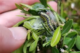 Image result for caterpillar box tree moth inside buxus plant