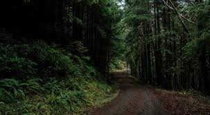 Check spelling or type a new query. Bikepacking The Valley Of The Giants In Oregon S New Odyssey Of The Vog Event Swiss Cycles