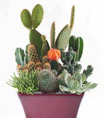 As natural habitats of succulents and cacti decline, the need to propagate and maintain these species in cultivation becomes more and more crucial for their survival. How To Care For Cacti Gardening Advice The Guardian