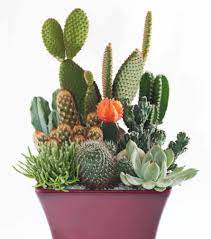 Cactus are dangerous because it has spikes on it. How To Care For Cacti Gardening Advice The Guardian