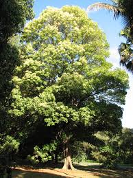 Image result for Buchnerodendron