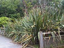 A dictionary of plant sciences dictionary. Flax In New Zealand Wikipedia