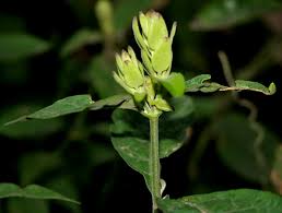 Image result for Ecbolium