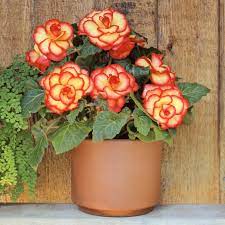 Begonia Picotee Sunburst Easy To Grow Bulbs Spring Plants Yellow Blossom