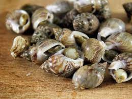 Ecco 15 molluschi in conchiglia da conoscere. Pulire E Lessare Le Lumachine Di Mare Pesce In Cucina