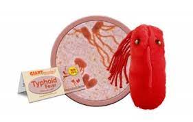 Typhoid Fever Salmonella Typhi Plush Microbes Typhoid Fever Plush Dolls