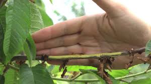 Your email address will not be published. Blossom Blast And Bacterial Canker On Sweet Cherry Youtube
