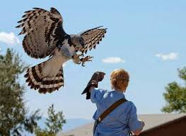 Harpin Eagle Landing Largest Eagle In The World Harpy Eagle Beautiful Birds Pet Birds