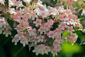 Image result for Kolkwitzia