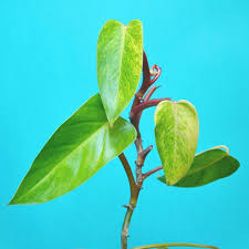 Philodendron Painted Lady Is Such A Striking Plant With Its Pink Petioles And Chartreuse Leaves I Find That The More Light It G Philodendron Plants Painting