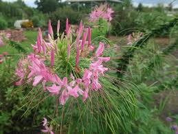Image result for Cleome densifolia