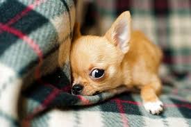 A newly born chihuahua puppy is usually born weighing only a few ounces. When Do Chihuahua Puppies Open Their Eyes Ears Timeline