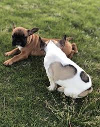 Our online shop is now live… we have now expanded our. French Bulldog Puppy For Sale Adoption Rescue For Sale In Marietta Georgia Classified Americanlisted Com
