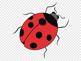 We have 12 images about cartoon pictures of ladybugs including images, pictures, photos, wallpapers, and more. Drawing Ladybird Beetle Tutorial Cute Ladybug Drawings Cartoon Snout Png Pngegg