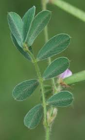 Image result for Tephrosia pumila