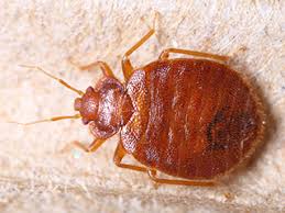 Removing the excess water and moisture will help prevent pest infestations as well as structural damage and mold growth. Pest Prevention In Hotels Rentokil Pest Control