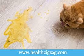 Sometimes it's yellow and foamy. Why Does My Cat Vomits Yellow Or Throwing Up Yellow Liquid