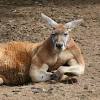 Kangaroos don't move around by walking. 1