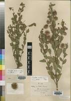 Image result for Triumfetta trichocarpa