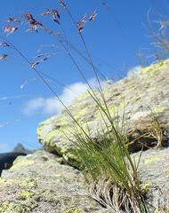 Image result for Rytidosperma davyi