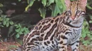 Di bawah ini adalah 19 jenis kucing hutan yang ada di dunia, beberapa di antaranya berasal dari indonesia. Kucing Hutan Resahkan Warga Panglima Batur Banjarmasin Post