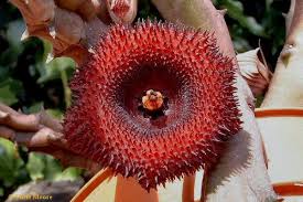 Image result for Huernia kirkii