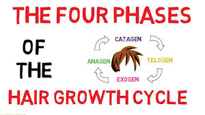 A healthy lifestyle of low stress, proper diet, and gentle hair care. The Four Phases Of The Hair Growth Cycle Adamexplains Youtube