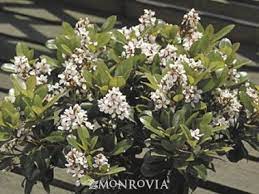 Snowcap Indian Hawthorn Flowering Shrubs Tropical Landscaping Plants