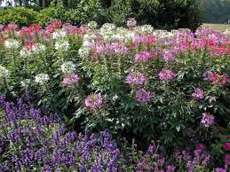 Flowers and shrubs that deer will not eat. Deer Resistant Annuals Hgtv