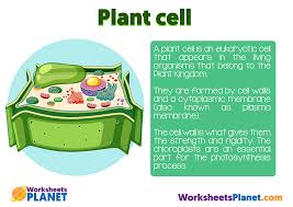 A really obvious difference is in the outer shell of the cell. Animal Cell And Plant Cell Primary Kids Science Resources