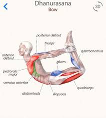 Dhanurasana Bow Pose Bow Pose Yoga Bow Pose Yoga Anatomy