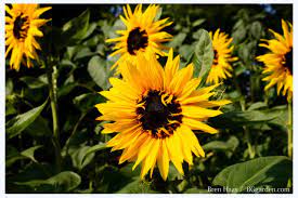 These plants also aren't overly picky about humidity. Growing Sunflowers Learn When To Plant And How To Grow Sunflowers Hgtv