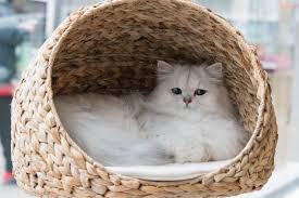 Jom diy rumah kucing anda sekarang! Diy Kandang Kucing Lucu Tetap Nyaman Tanpa Keluar Banyak Uang Merdeka Com