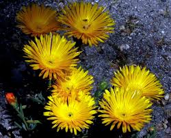 Image result for Lampranthus spp.