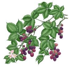 Check spelling or type a new query. All About Growing Blackberries Mother Earth News