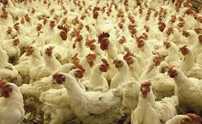 In rare cases, it can affect humans. Avian Influenza Haryana Issues Advisory After 4 Lakh Poultry Birds Die In 10 Days