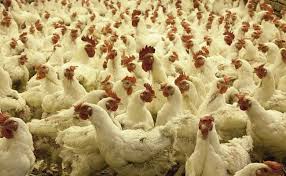 The h5n1 virus can cause severe flu with a high mortality rate. Avian Influenza Cook Eggs Meat Fully Says Union Minister Giriraj Singh On Fears Over Bird Flu Spread To Humans