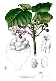 Image result for Buchnerodendron lasiocalyx