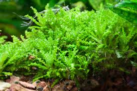 Image result for Pogostemon rogersii