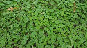 We did not find results for: Creeping Charlie A Common Spring Weed North Carolina Cooperative Extension