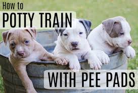 Not only does it provide the essential nutrients for growth and development, it also contains antibodies to protect young pups from disease. How To Potty Train A Puppy With Pee Pads 4 Easy Steps Pethelpful By Fellow Animal Lovers And Experts