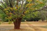 Image result for Cordyla africana