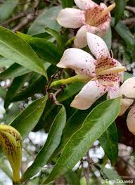 Image result for Rothmannia fischeri